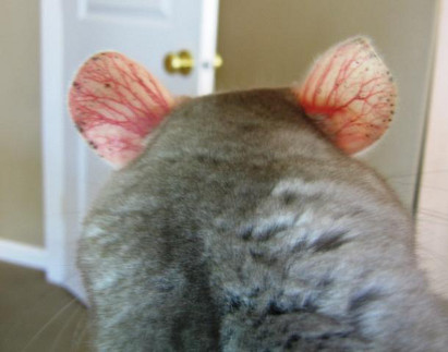 Chinchilla showing signs of overheating