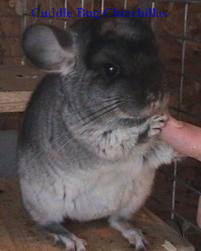 chinchilla bite