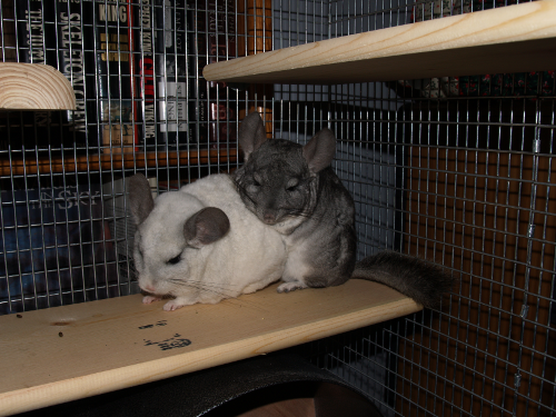 Two chinchillas hot sale