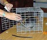 A Chinchilla in a show cage