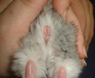 Chinchilla male ou femelle