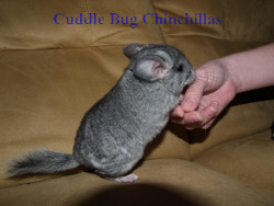 A young chinchilla asking to be picked up.