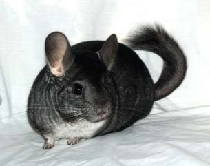 A grey chinchilla