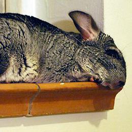 what temperature is too hot for a chinchilla