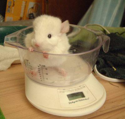 A chinchilla being weighed